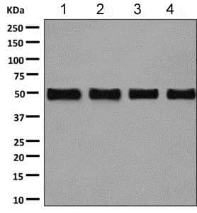 Anti-CCDC98 antibody [EPR6310(2)] - BSA and Azide free(AB248872)
