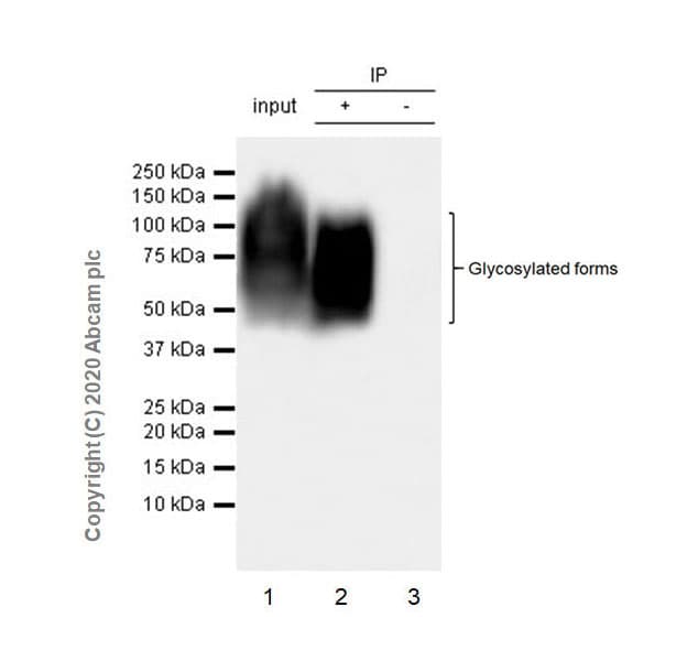 Anti-CEACAM6 antibody [EPR23956-80](AB275022)
