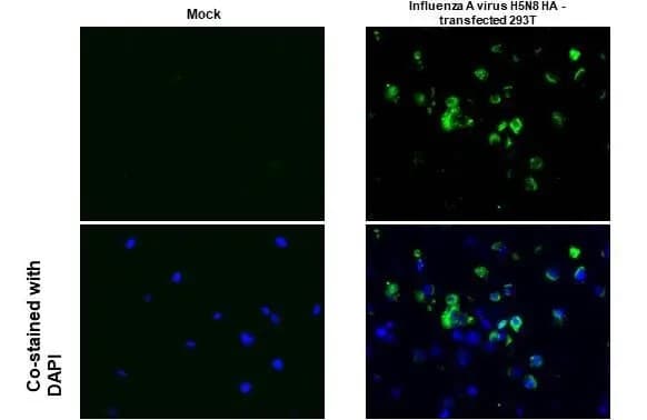 Avian Influenza A Virus H5n8 Ha Hemagglutinin Antibody Hl1550 Ab308170  Immunohistochemistry Paraffin Embedded Sections Img407066
