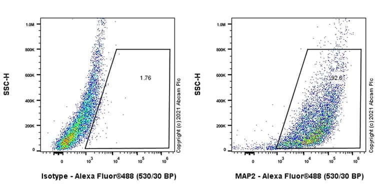 Anti-MAP2 antibody [EPR19691](AB183830)