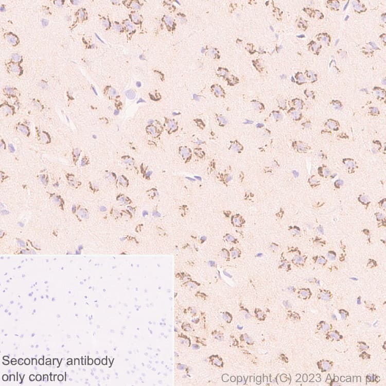 Anti-KIAA0319L antibody [EPR28329-62](AB315027)