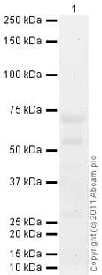 Anti-Elastin antibody [BA-4](ab9519)