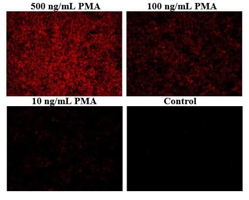 Mitochondrial Hydroxyl Radical Detection Assay Kit(AB219931)