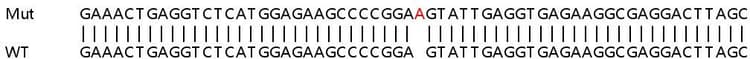 Human L3mbtl2 Knockout Hela Cell Line Ab264904  Sanger Sequencing Img411328