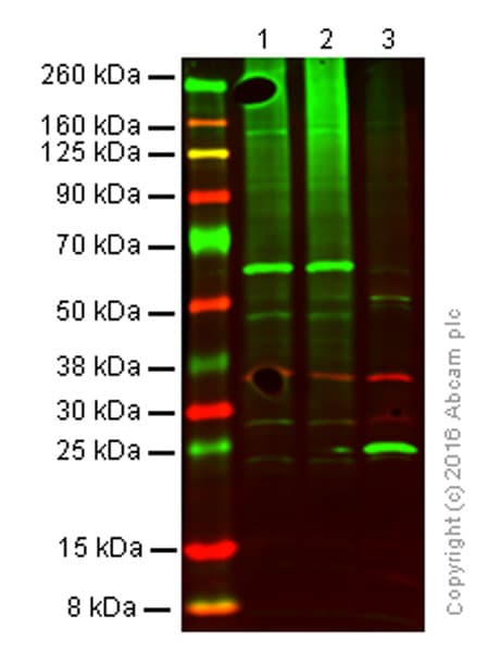 Anti-Ubiquitin antibody [EPR8830](AB134953)