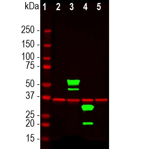 Anti-mCherry antibody(AB205402)