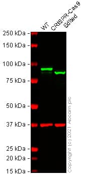 Anti-beta Catenin antibody [E247] - ChIP Grade(AB32572)