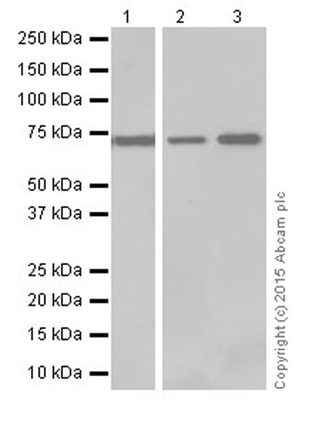 Anti-ATP6V1A antibody [EPR19270] - BSA and Azide free(AB251267)