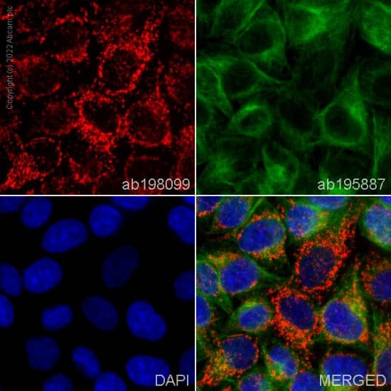 Alexa Fluor® 647 Anti-ACADM/MCAD antibody [3B7BH7](AB198099)