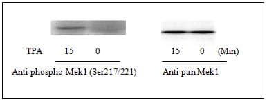 Mek1 (pS217/221) + total Mek1 ELISA Kit(AB126448)
