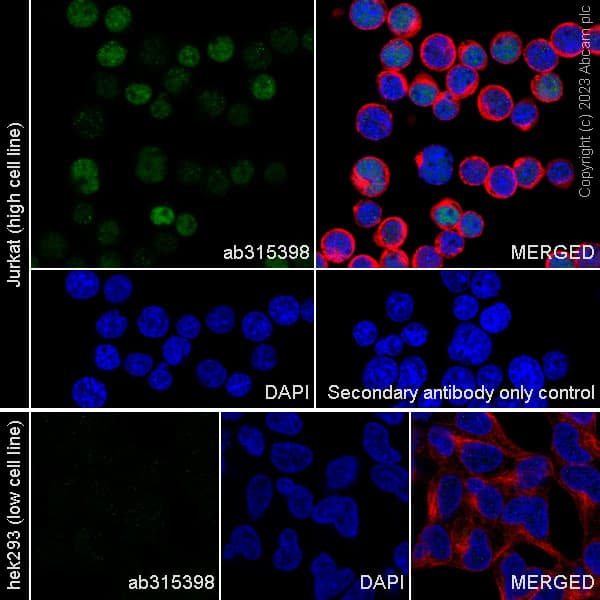 Anti-RUNX1 / AML1 antibody [RM1089] - BSA and Azide free(AB315399)