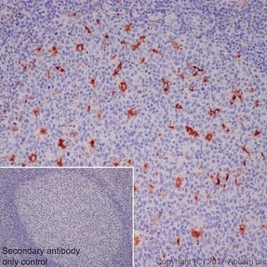 Macrophage Polarization Panel - Human IHC(ab278180)