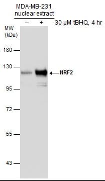 Anti-Nrf2 antibody(AB137550)