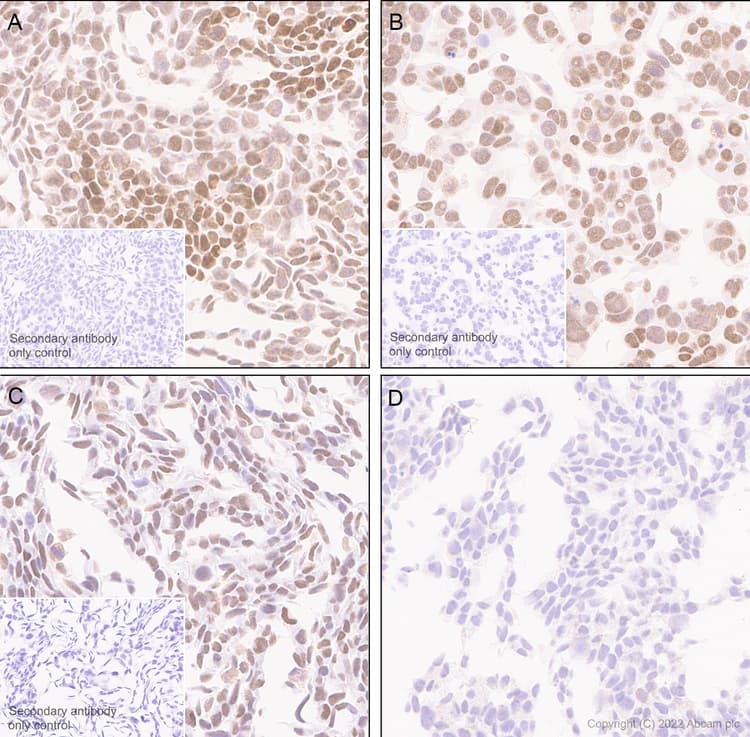 Kdm4b Jmjd2b Antibody Epr25240 41 Bsa And Azide Free Ab305057  Immunohistochemistry Img405089