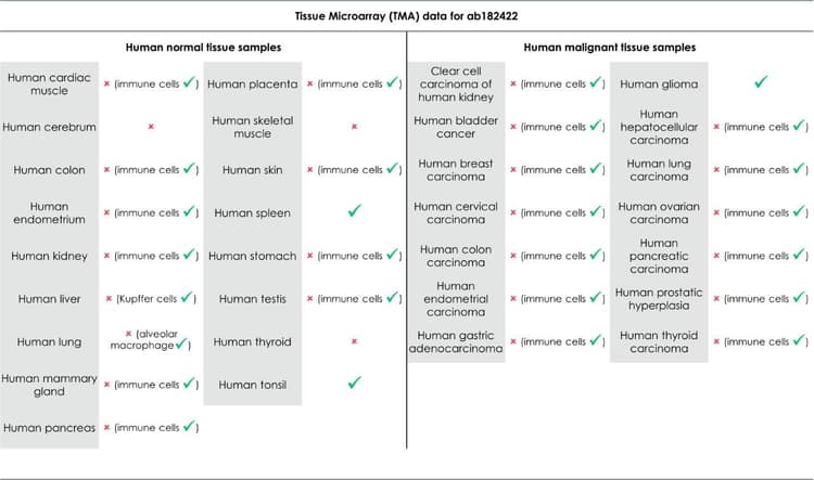 Anti-CD163 antibody [EPR19518] - BSA and Azide free(AB213612)