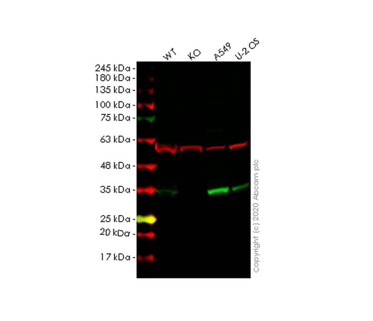 Human ECH1 knockout HEK-293T cell lysate(AB257933)