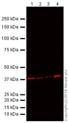 Mouse Loading Control Antibody Panel Alexa Fluor 680 Ab199716  Western Blot Img148491