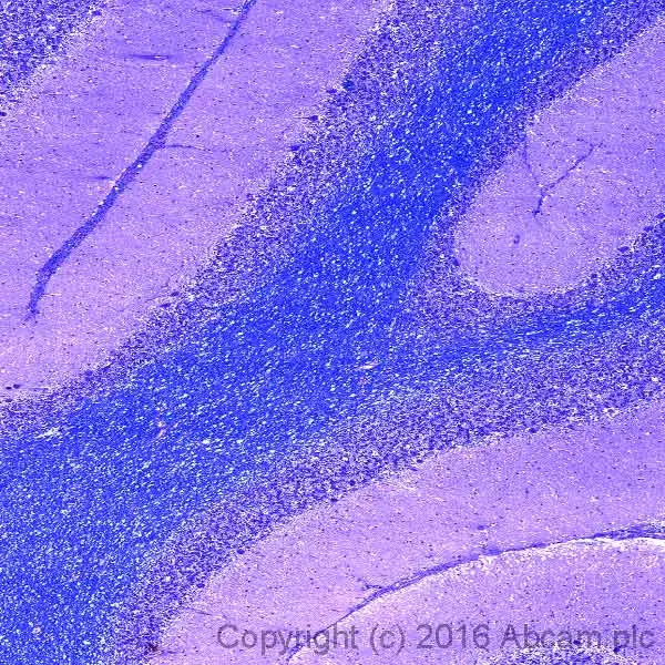 Luxol Fast Blue Stain Kit (Myelin Stain)(AB150675)