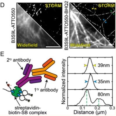 Streptavidin Conjugation Kit - Lightning-Link®(AB102921)