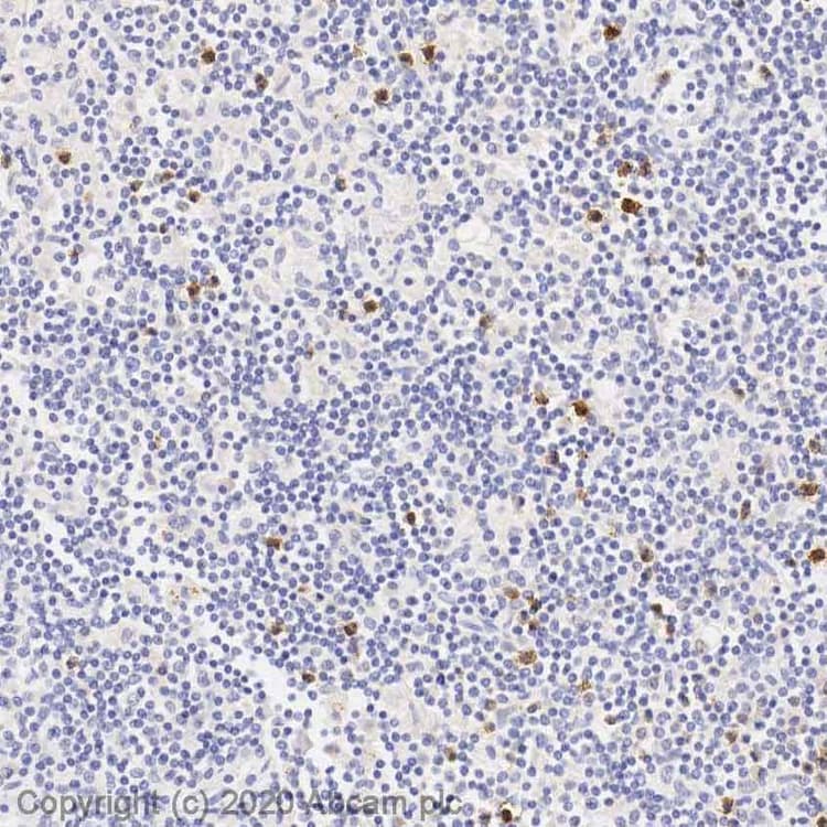 Anti-SSEA1 antibody [MC-480](AB16285)