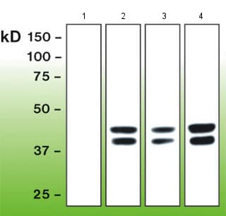 Anti-Erk1 (pT202/pY204) + Erk2 (pT185/pY187) antibody [G15-B](AB136926)