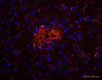 Anti-beta Amyloid antibody [DE2B4](AB11132)