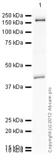 Anti-CD11b antibody(AB128797)