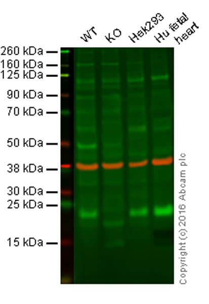 Ndufs4 Antibody Ep7832 Bsa And Azide Free Ab232337  Western Blot Img140086