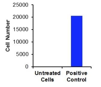 Cell Migration/Chemotaxis Assay Kit (24-well, 8 µm)(AB235694)