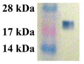 Cdc42 Activation Assay Kit Ab211163  Functional Studies Img28573