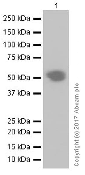 Anti-PD1 antibody [EPR20665](AB214421)
