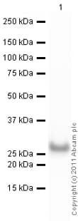 Park7 Dj1 Antibody Ab18257  Western Blot Img91493