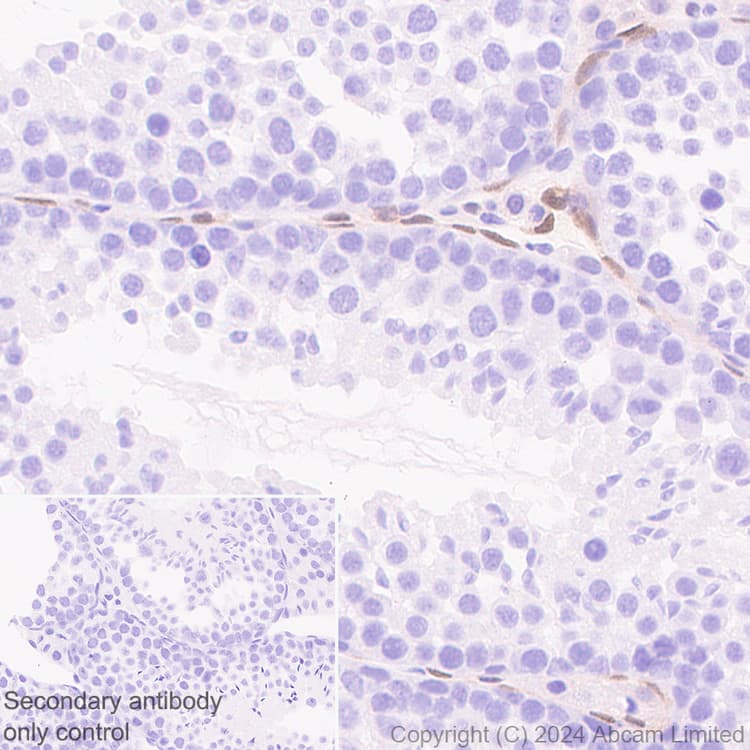 Anti-FGF2 antibody [EPR29019-77] - BSA and Azide free(AB321991)