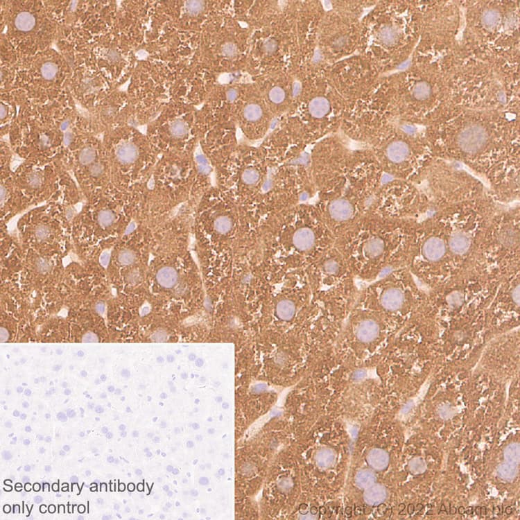 Aldh1l1 Antibody Epr25443 103 Astrocyte Marker Ab307696  Immunohistochemistry Formalin Pfa Fixed Paraffin Embedded Sections Img407612