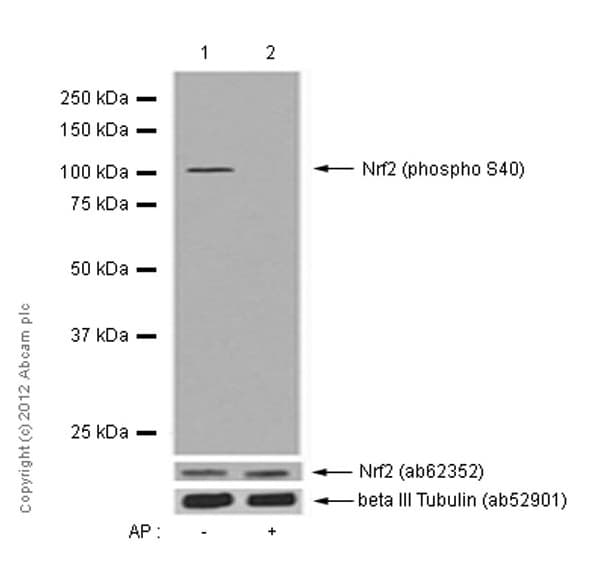 Anti-Nrf2 (phospho S40) antibody [EP1809Y](AB76026)