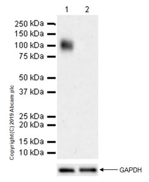 Anti-LILRB1 antibody [EPR22861-6](AB238145)