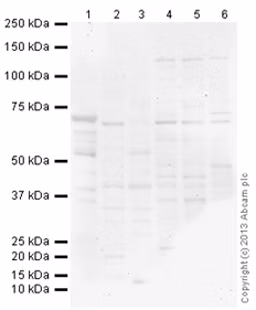 Rabbit Igg Polyclonal Isotype Control Chip Grade Ab171870 Western Blot Img78861