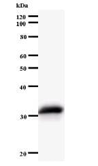 Narg1 Antibody 434c2a Ab60065  Western Blot Img40486