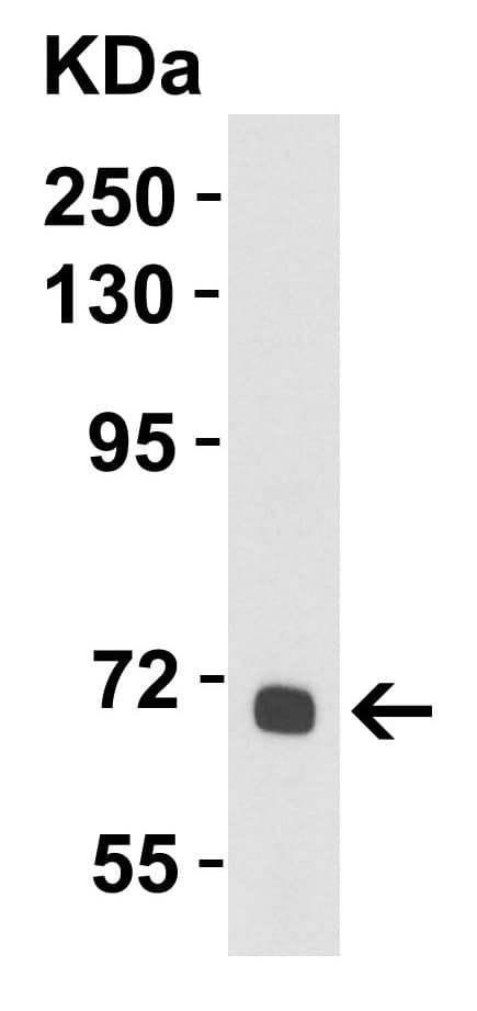 Anti-Albumin antibody(AB106582)