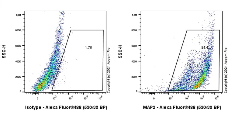 Anti-MAP2 antibody [EPR22036-127](AB221693)