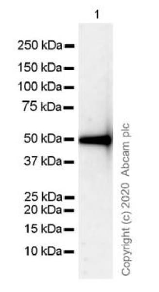 Anti-IgG antibody [R10Z8E9](AB124055)