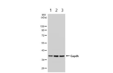 Anti-GAPDH antibody - Loading Control(AB210113)
