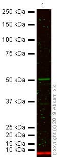 Anti-beta Tubulin antibody - Loading Control(AB6046)