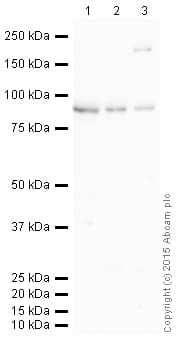 Anti-STAT3 antibody [EPR787Y](AB68153)