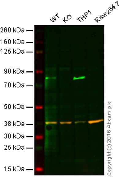 Anti-Calnexin antibody [6F12BE10](AB112995)
