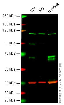 Anti-Clusterin antibody [EPR2911] - Low endotoxin, Azide free(AB229445)