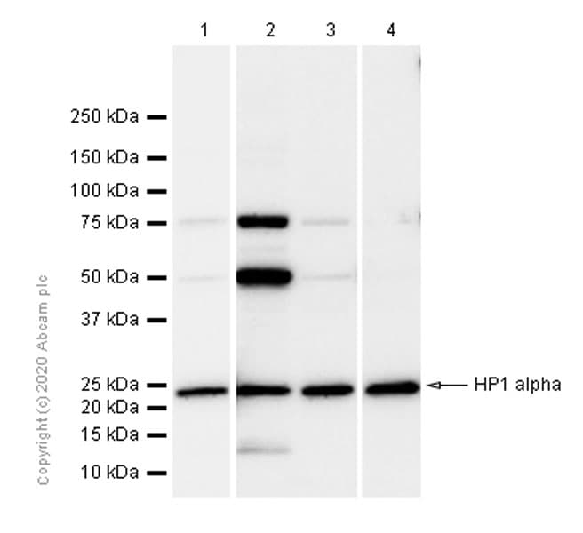 Anti-HP1 alpha antibody [EPR5777] - BSA and Azide free(AB226049)