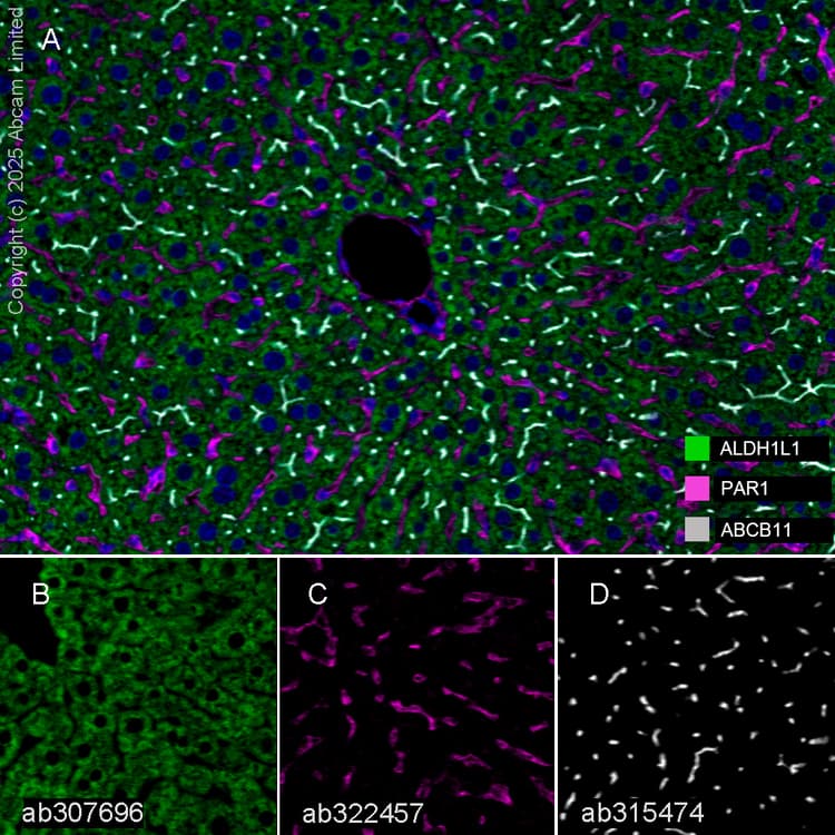 Aldh1l1 Antibody Epr25443 103 Astrocyte Marker Ab307696  Multiplex Immunohistochemistry Img446559