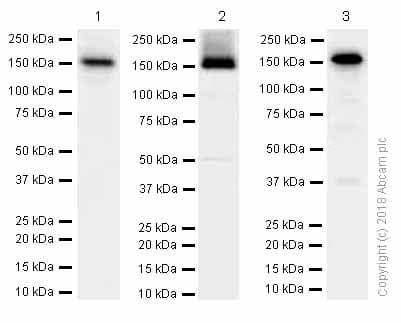 Anti-MYBPC3 antibody [EPR3009(2)](AB133499)