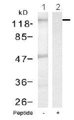 Anti-NFkB p105 / p50 antibody(AB131546)